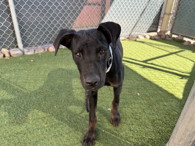 Melo, a Doberman Pinscher (mix breed), available for adoption