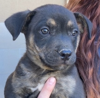 Clint, a Rottweiler (mix breed), available for adoption