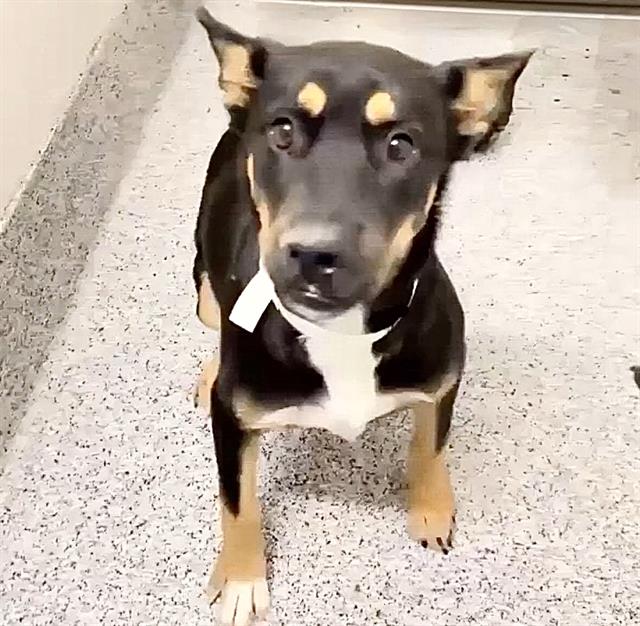 Louise, a German Pinscher, available for adoption