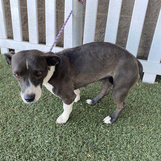 Dusty, a Jack Russell Terrier, available for adoption