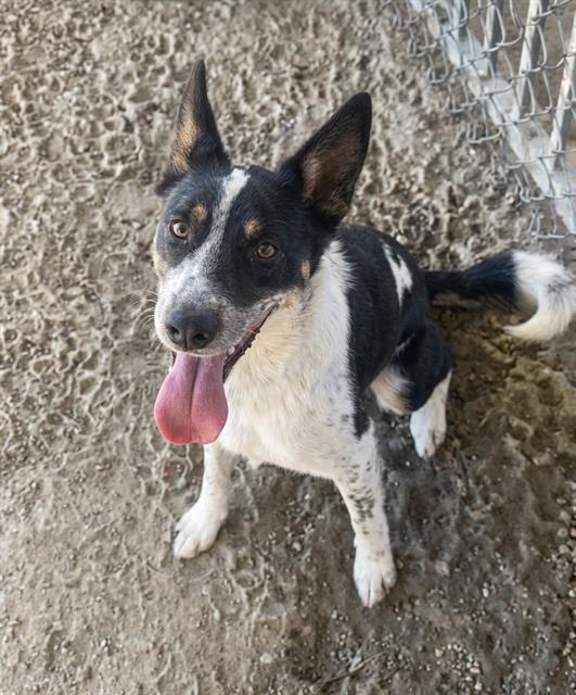 Sadie, a Cattle Dog (mix breed), available for adoption