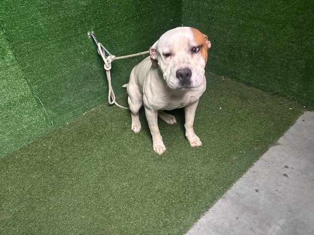 Cisco, a Pit Bull Terrier, available for adoption