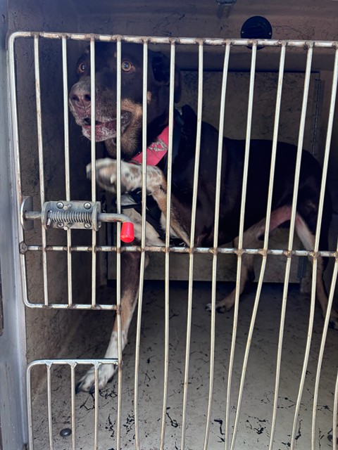 Fill, a Chocolate Labrador Retriever (mix breed), available for adoption