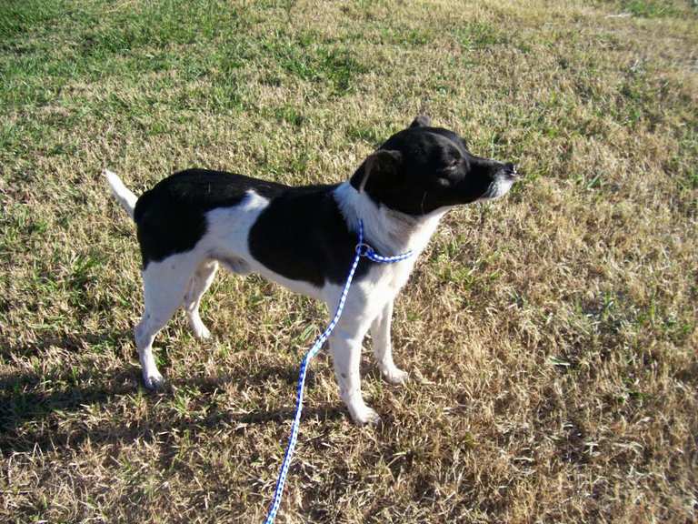 Main Photo of this Dog