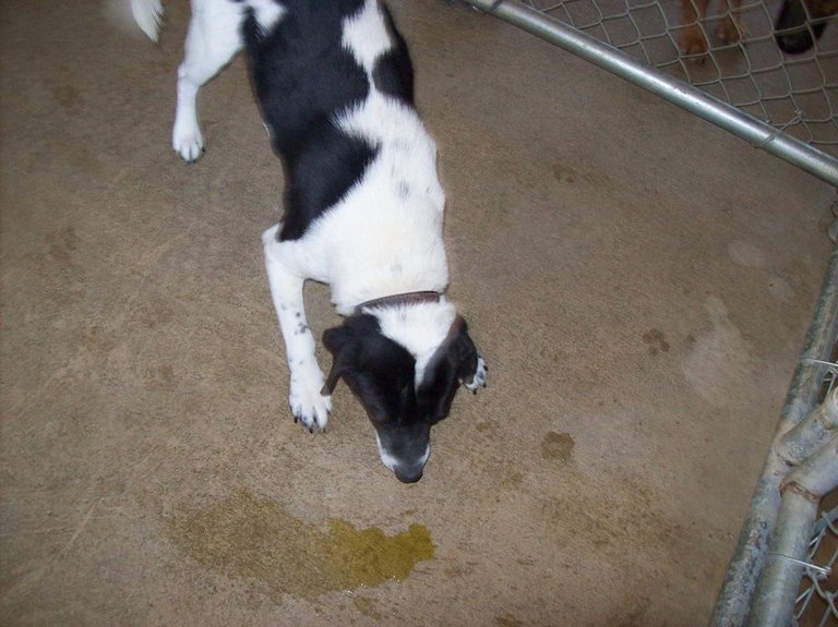 Other Photos of thie Dog