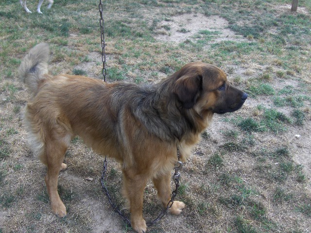 Other Photos of thie Dog