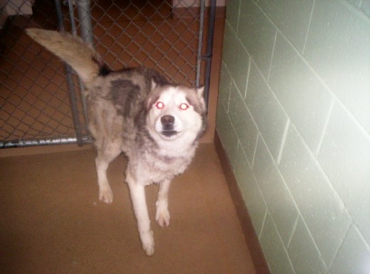 Other Photos of thie Dog