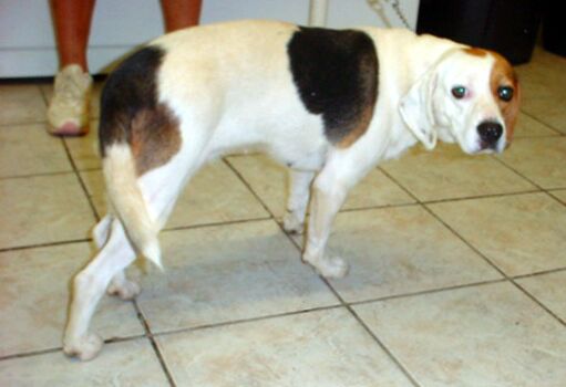 Other Photos of thie Dog