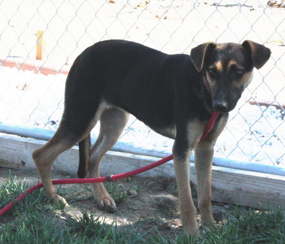 Other Photos of thie Dog