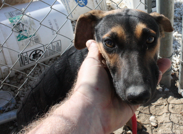 Other Photos of thie Dog