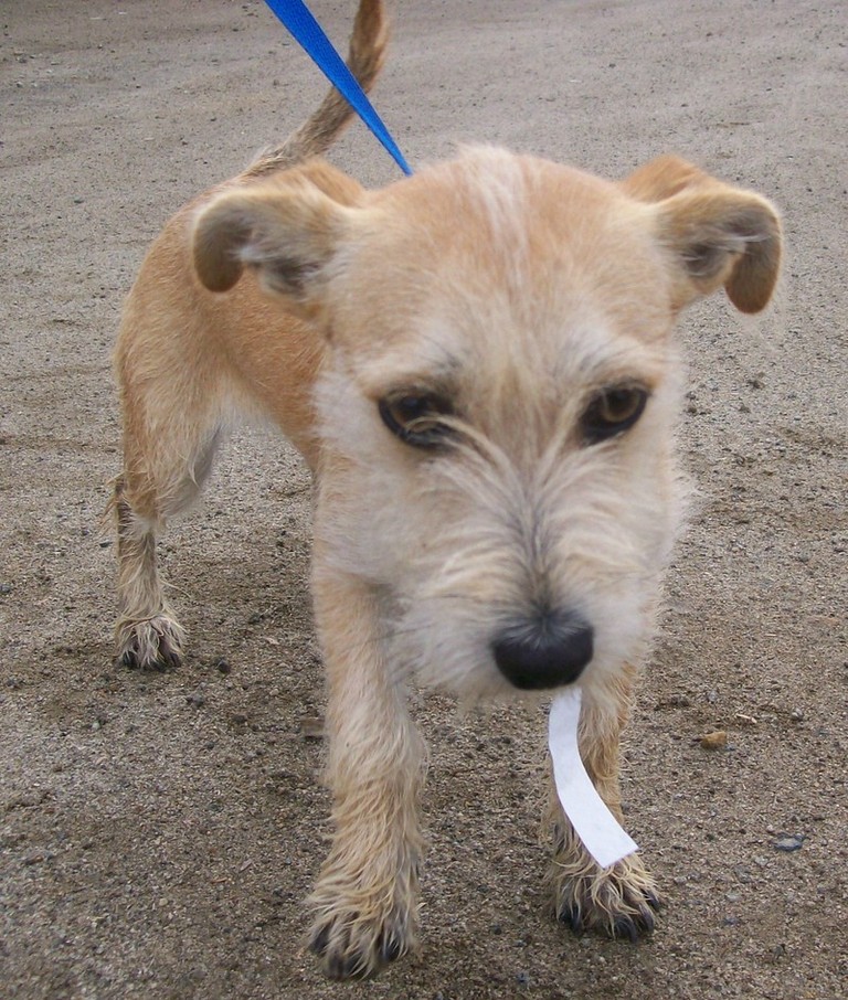 Other Photos of thie Dog