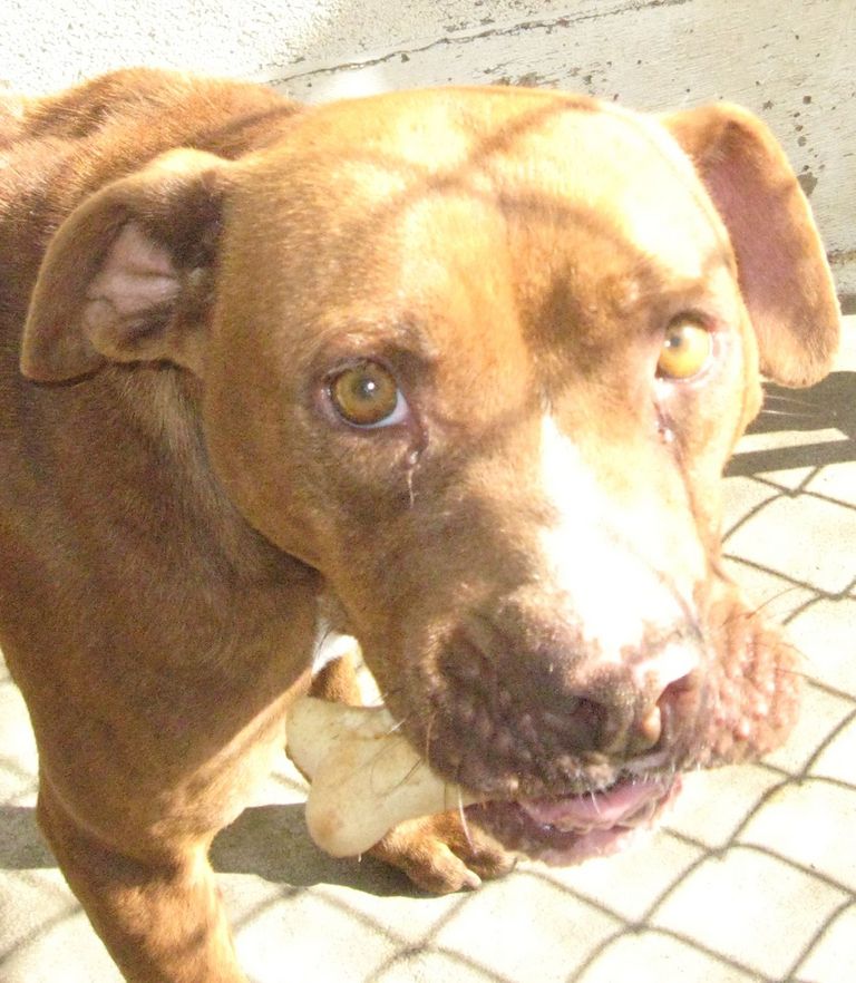 Other Photos of thie Dog