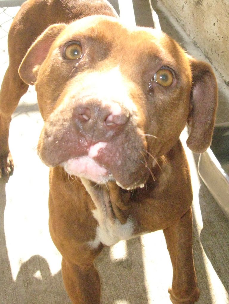 Other Photos of thie Dog