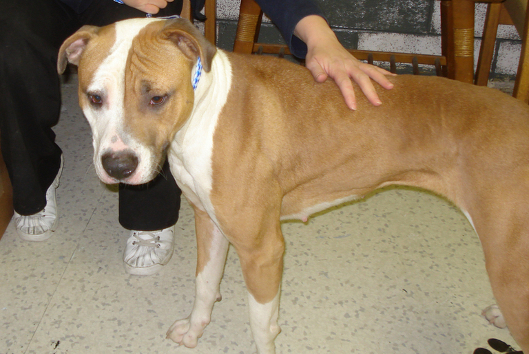 Other Photos of thie Dog
