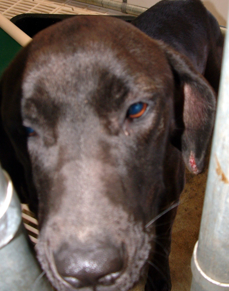 Other Photos of thie Dog