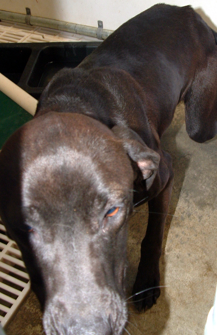 Other Photos of thie Dog