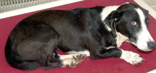 Other Photos of thie Dog