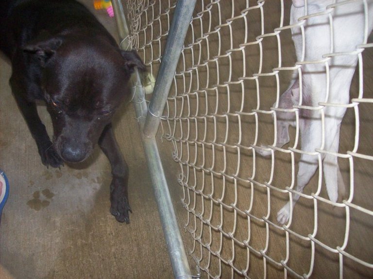 Other Photos of thie Dog