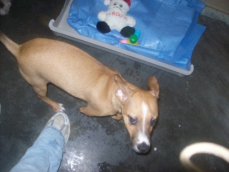 Other Photos of thie Dog