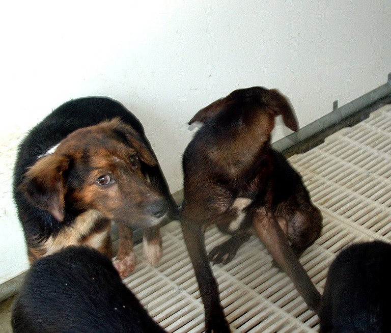 Other Photos of thie Dog