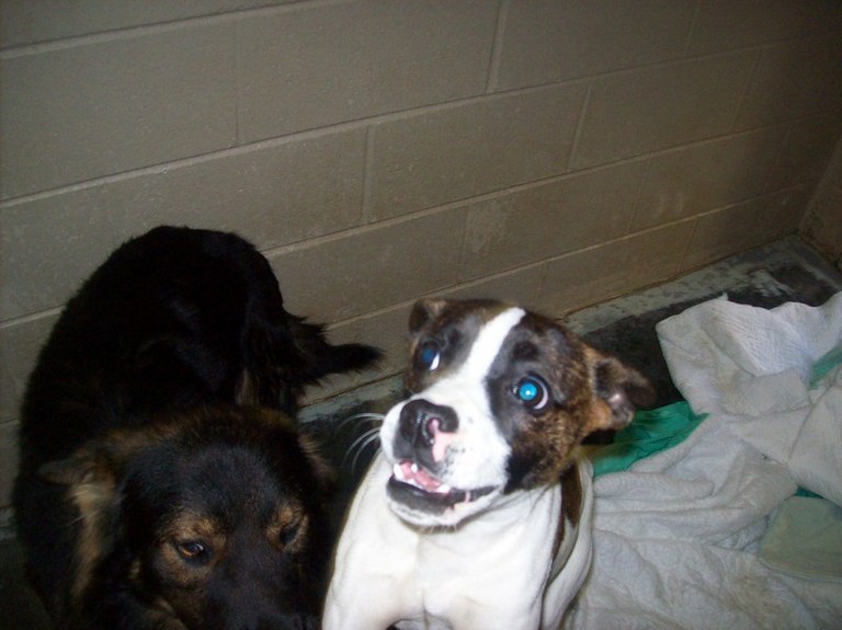 Other Photos of thie Dog