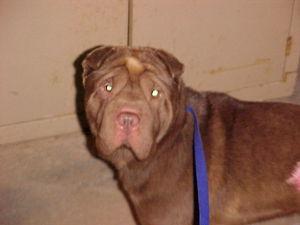 Main Photo of this Dog