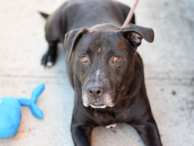 Other Photos of thie Dog