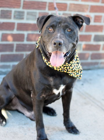 Other Photos of thie Dog