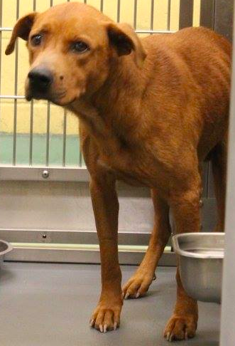 Other Photos of thie Dog