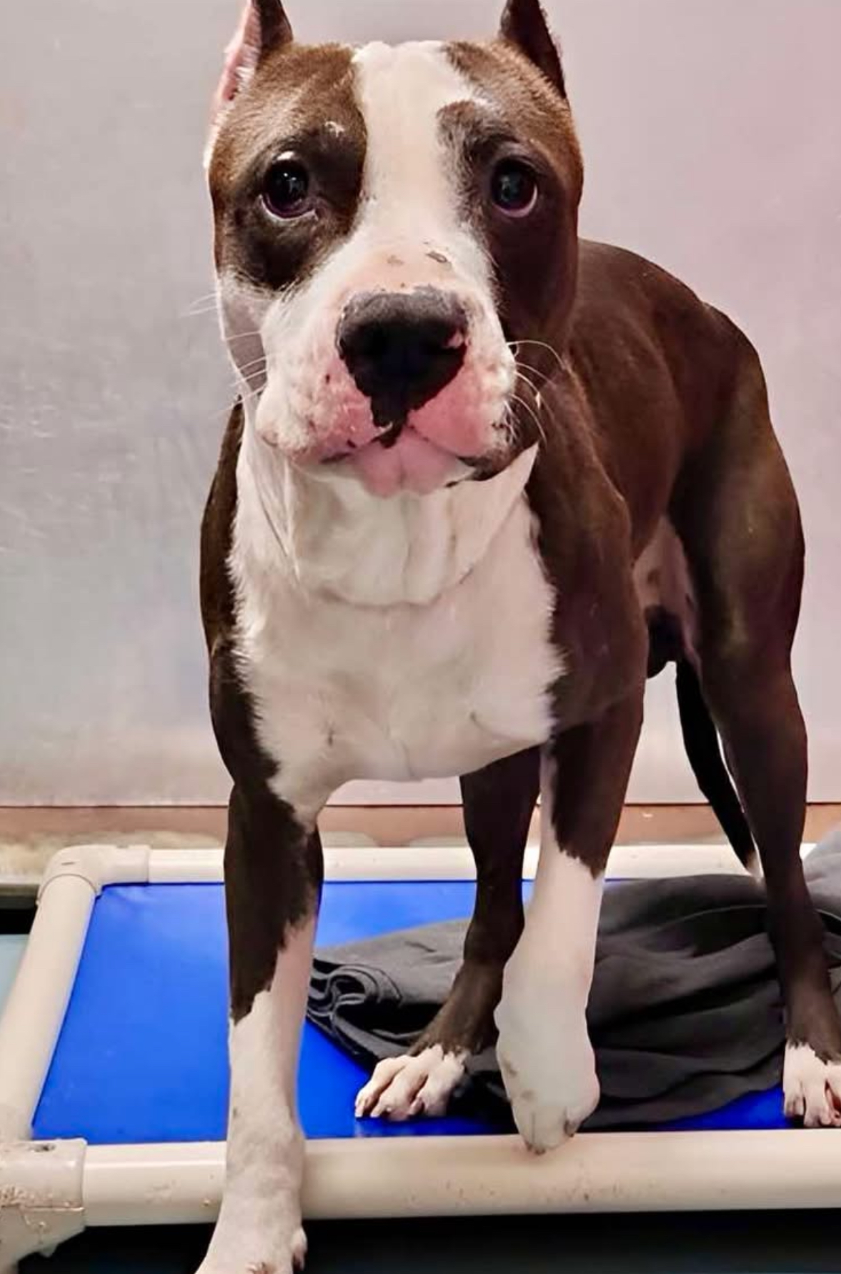 Main Photo of this Dog