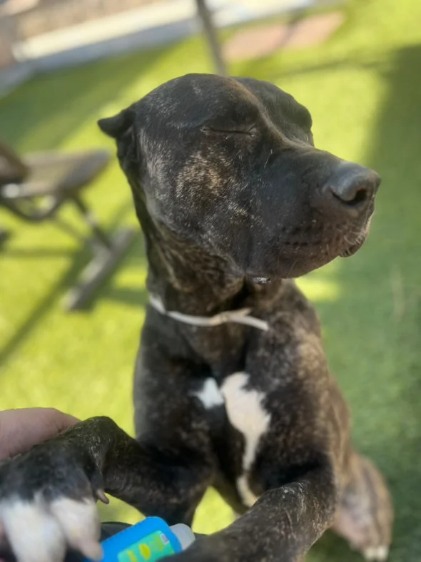 Other Photos of thie Dog
