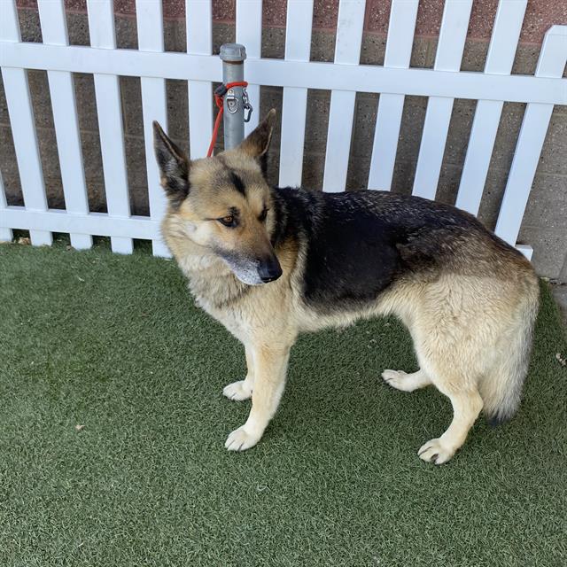 Other Photos of thie Dog