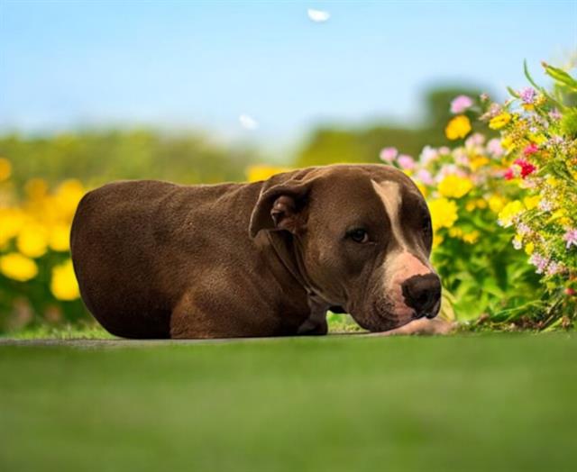 Other Photos of thie Dog