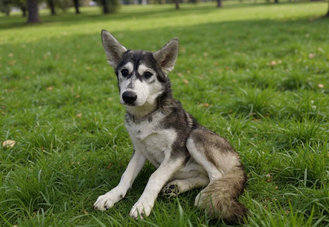 Other Photos of thie Dog