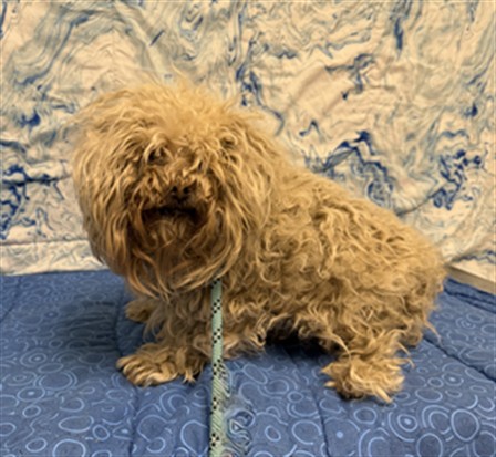 Other Photos of thie Dog