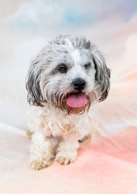 Adoptable pet photo