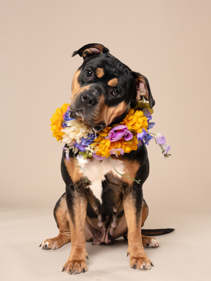 Adoptable pet photo