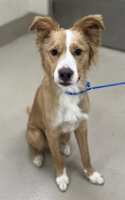 Phoenix, a Border Collie (mix breed), available for adoption