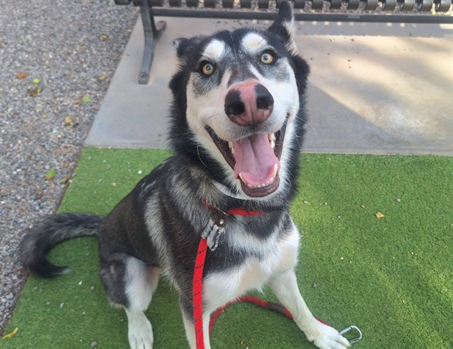 Harvey, a Siberian Husky, available for adoption