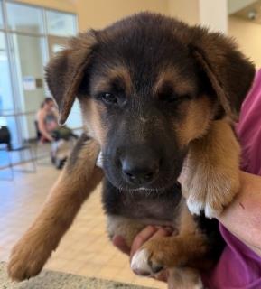 Paw-La, a German Shepherd (mix breed), available for adoption
