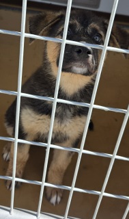 Other Photos of thie Dog