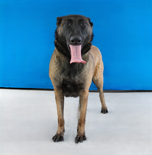 Sasha, a Belgian Shepherd Malinois, available for adoption