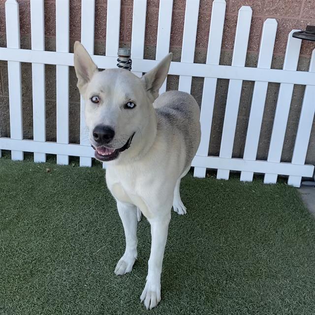 Erik, a Siberian Husky, available for adoption