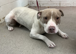 Lotti, a Pit Bull Terrier, available for adoption