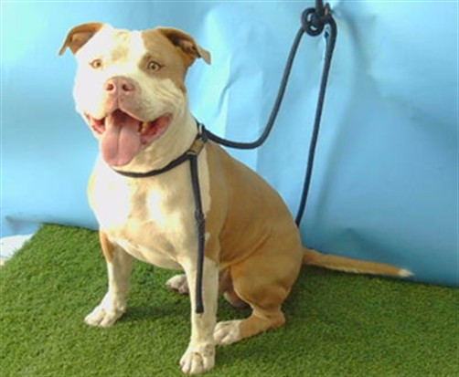 Charlie, a Pit Bull Terrier, available for adoption