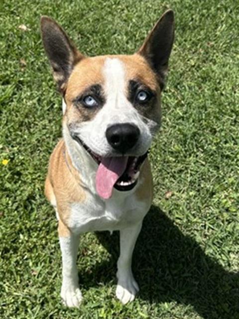 Ruger, a Pit Bull Terrier, available for adoption