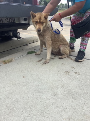 Lobita, a Australian Cattle Dog/Blue Heeler, available for adoption