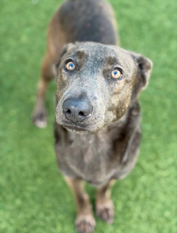Luna, a Dutch Shepherd, available for adoption