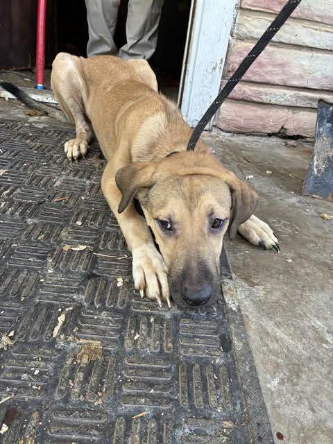 A478773, a Labrador Retriever, available for adoption