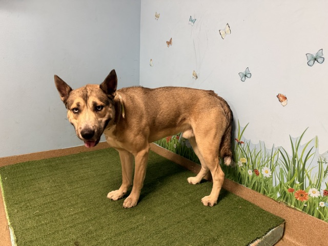 Grimley, a Siberian Husky, available for adoption